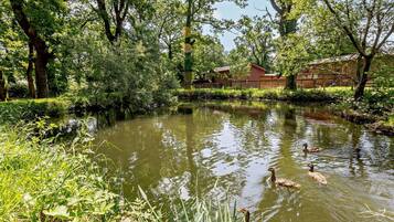 Un estanque con patos, rodeado de árboles y una cerca de madera.