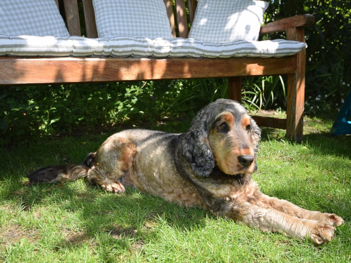 Un perro descansando sobre la hierba, con un banco de madera y cojines al fondo.