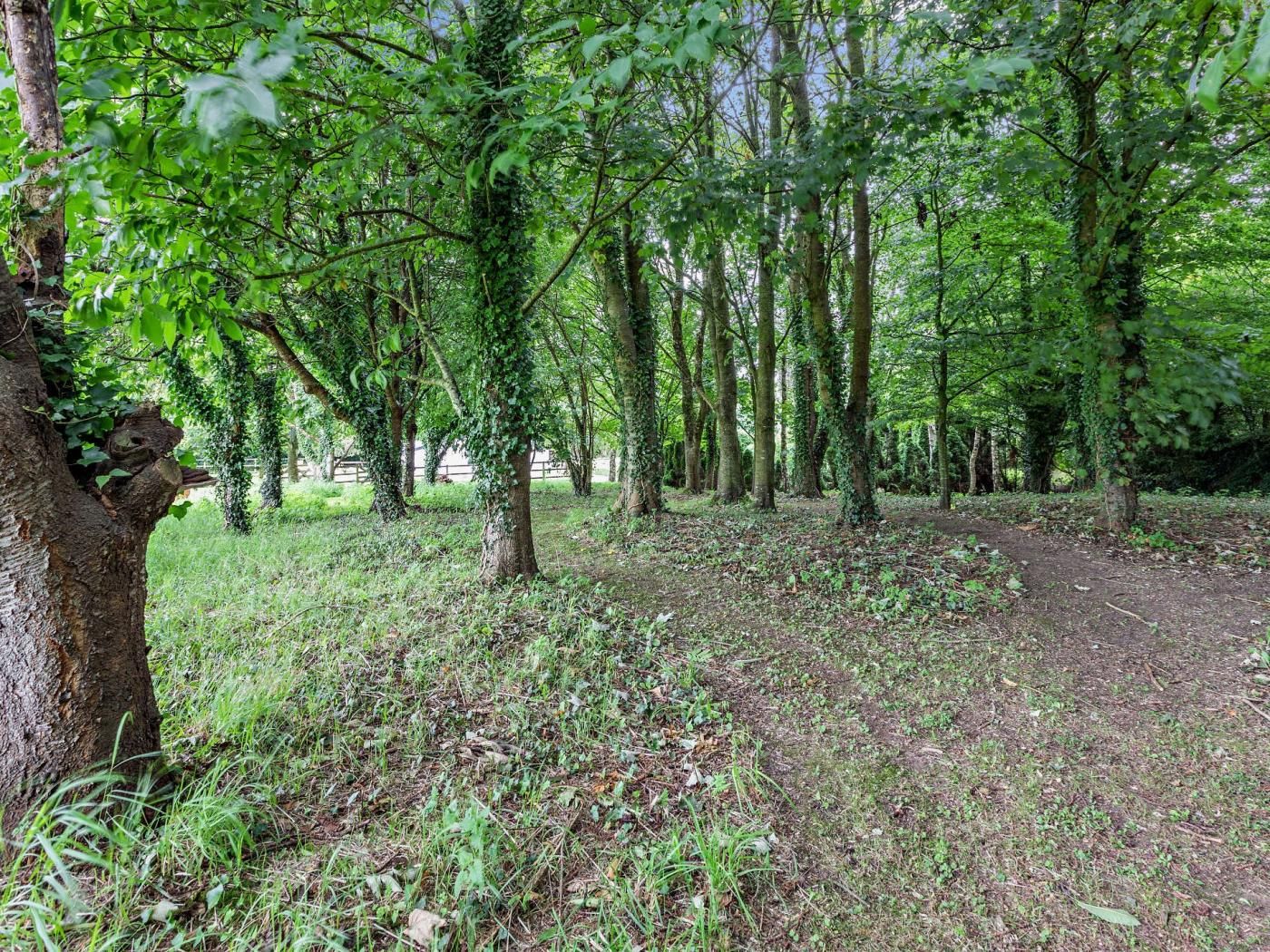 A forested area with a dirt path.