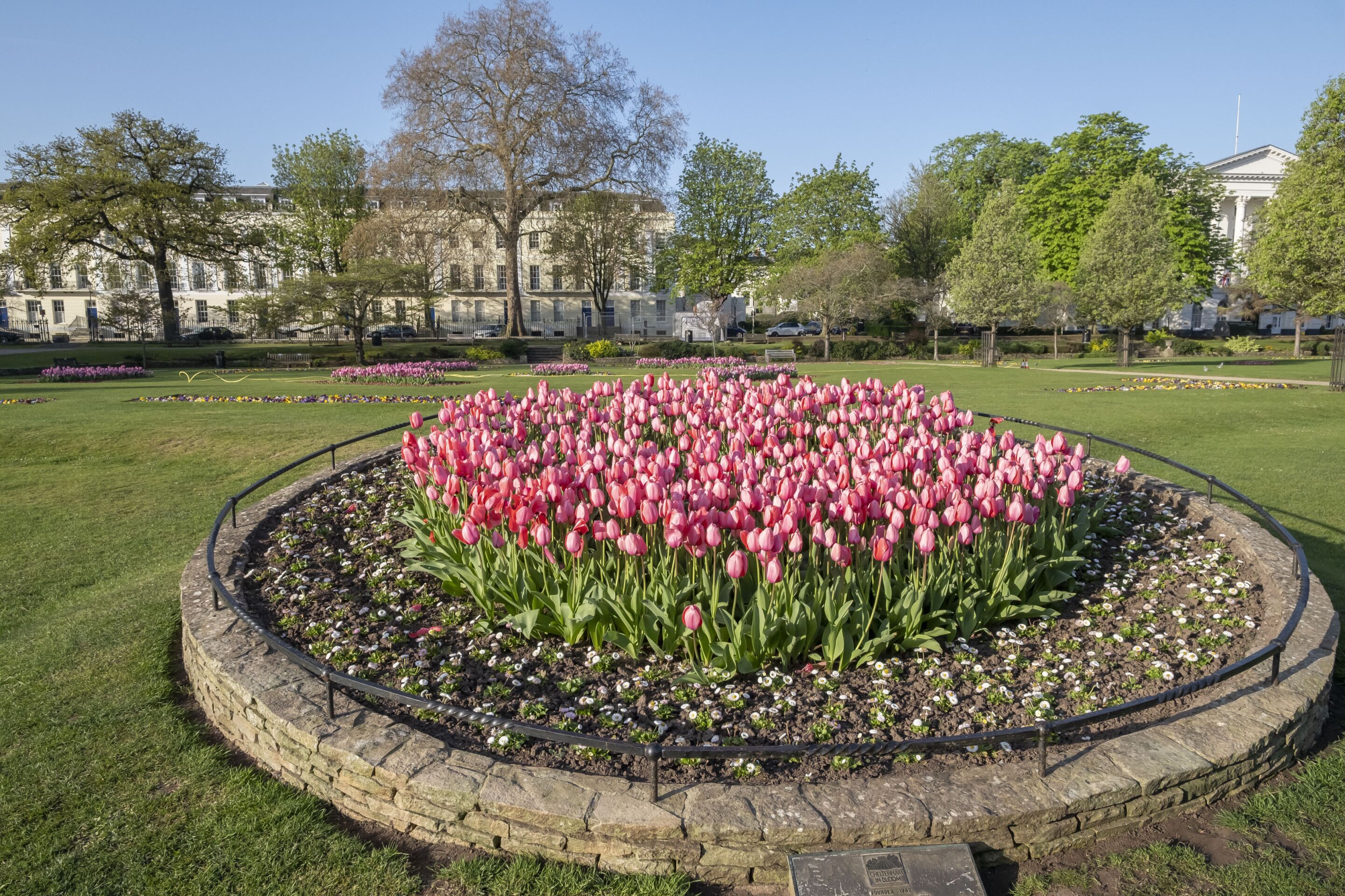 A circular flower bed with pink tulips, surrounded by a stone border, in a park with trees and a building in the background.