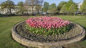 En rund blomsterbed med lyserøde tulipaner, omgivet af en stenkant, i en park med træer og en bygning i baggrunden.