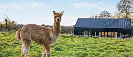 Una llama en un campo cubierto de hierba, con un edificio moderno al fondo.