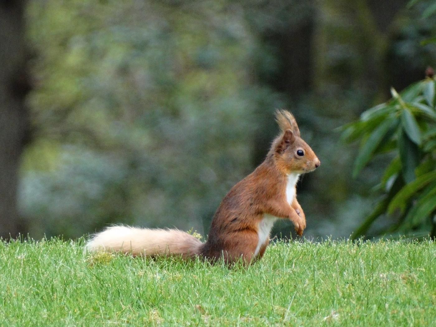 A squirrel on a grassy field with trees in the background.
