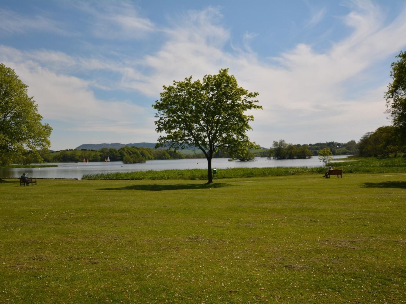 A grassy field with a single tree, a bench, and a cow.