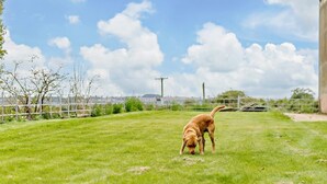 Eine grüne Rasenfläche mit einem Hund, einem Zaun und einem Gebäude im Hintergrund.