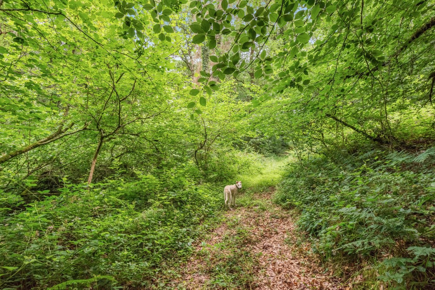 A forested area with a path leading through dense greenery.