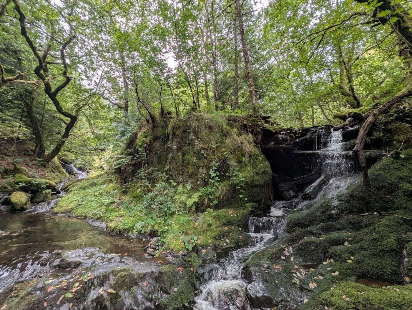 Un ruisseau de forêt avec une petite cascade, entouré d’une végétation luxuriante et d’arbres.