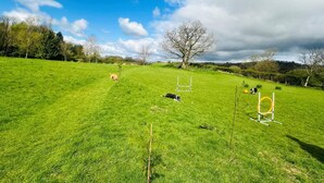 A grassy field with a tree, a dog, and a hurdle. - 2 Bed in Carnforth (oc-90530) (Yealand Redmayne)
