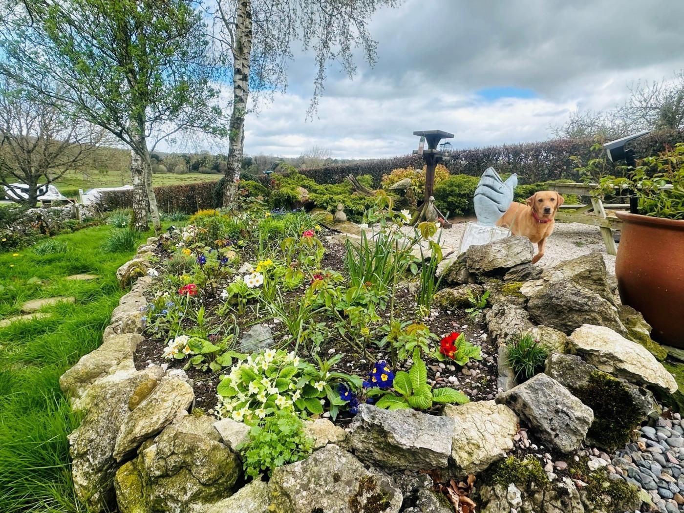 A garden with a variety of plants and a dog.