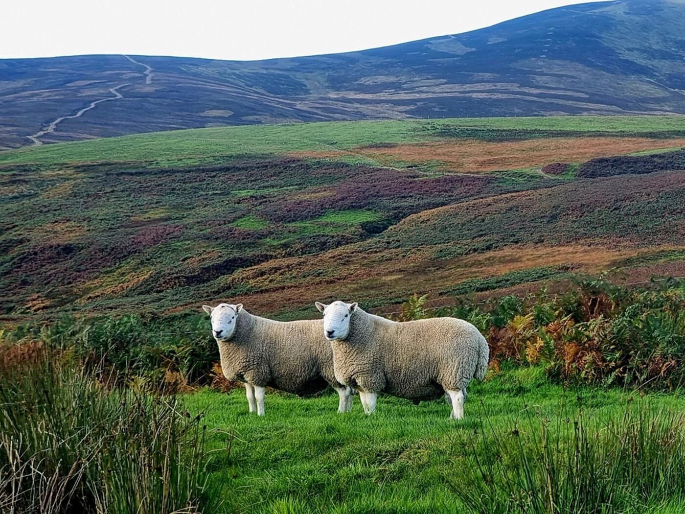 Deux moutons se trouvent sur une colline verdoyante, avec une route sinueuse en arrière-plan.