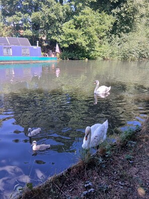 A calm pond with swans and ducks, surrounded by greenery and a building with a blue roof. - Lovely Narrowboat Chiltern Hills and Surrounding. (Hemel Hempstead)