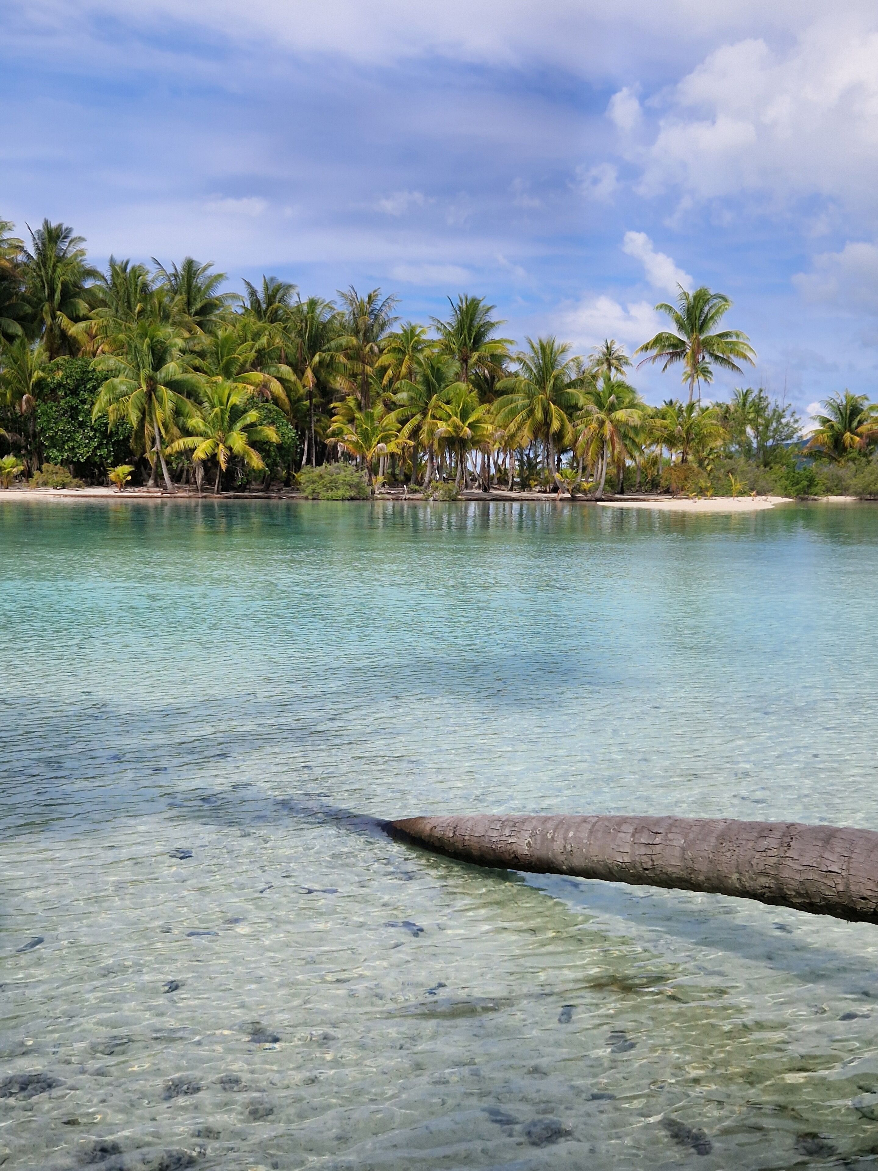 A clear tropical beach with palm trees and a sandy shore.