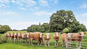 A group of cows in a fenced pasture with trees in the background. - 1 Bed in Elgin (oc-94281) (Elgin)