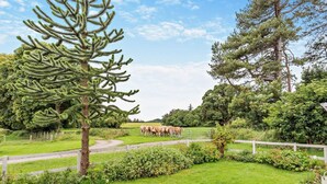 A rural landscape with a fenced area, a large tree, and a group of cows. - 1 Bed in Elgin (oc-94281) (Elgin)