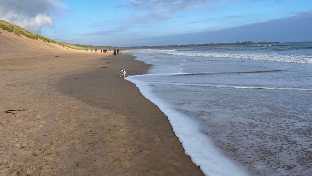 Uma praia arenosa com pegadas, um cão e uma linha de costa distante.