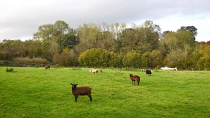 Un campo cubierto de hierba con ovejas y una cerca.