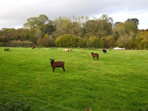 Eine grüne Wiese mit Schafen und einem Zaun.