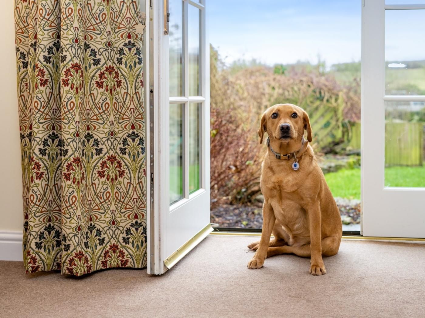 A dog sitting by a door with patterned curtains, a view of a garden, and a clear sky.