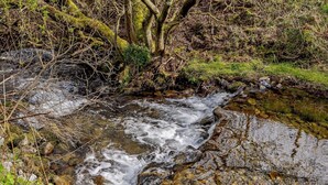 Un ruisseau qui serpente sur des rochers, bordé d’arbres couverts de mousse et d’une végétation luxuriante.