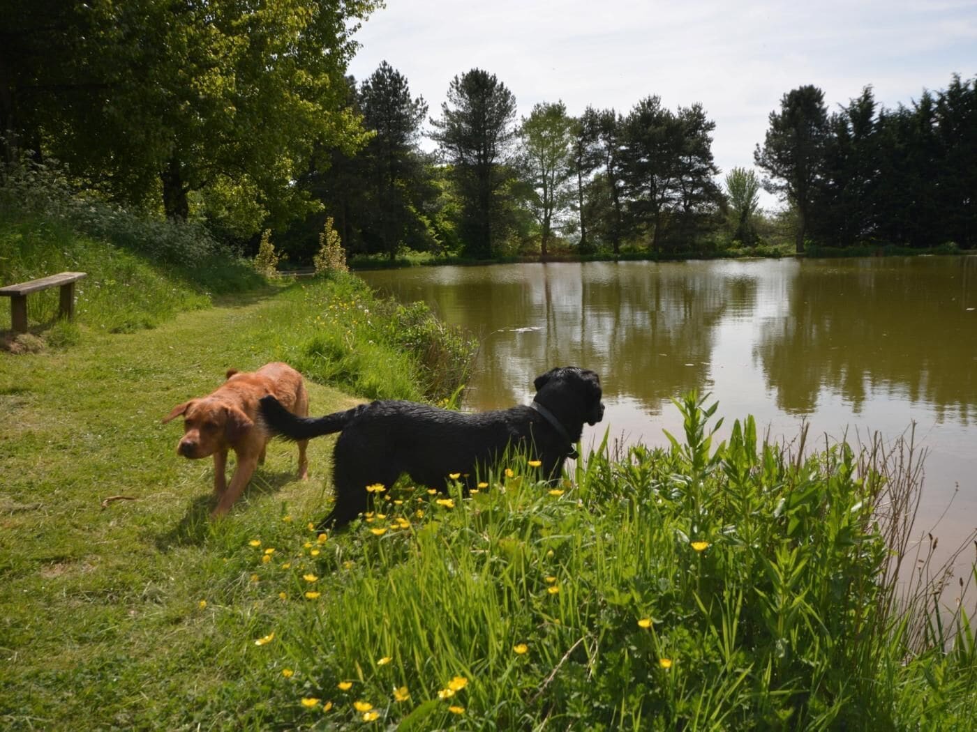 Deux chiens près d’une étendue d’eau, avec un banc et de la verdure en arrière-plan.