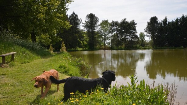 Dos perros cerca del agua, con un banco y follaje al fondo.