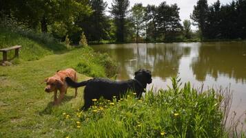 Deux chiens près d’une étendue d’eau, avec un banc et de la verdure en arrière-plan.