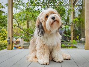 A dog sitting on a wooden deck with a garden in the background. - 2 Bed in Barnstaple (oc-94038) (Bishop's Tawton)