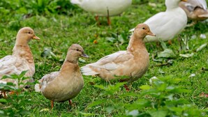 Un grupo de patos en un campo cubierto de hierba.