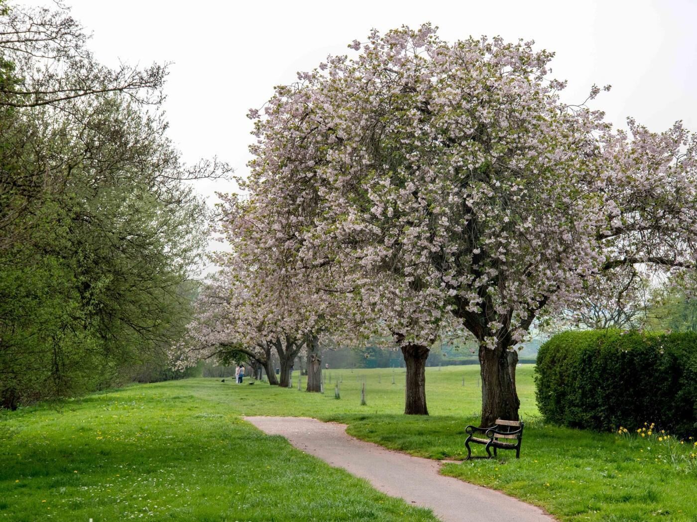 Een park met een verhard pad, kersenbloesem bomen, een bank en een haag.