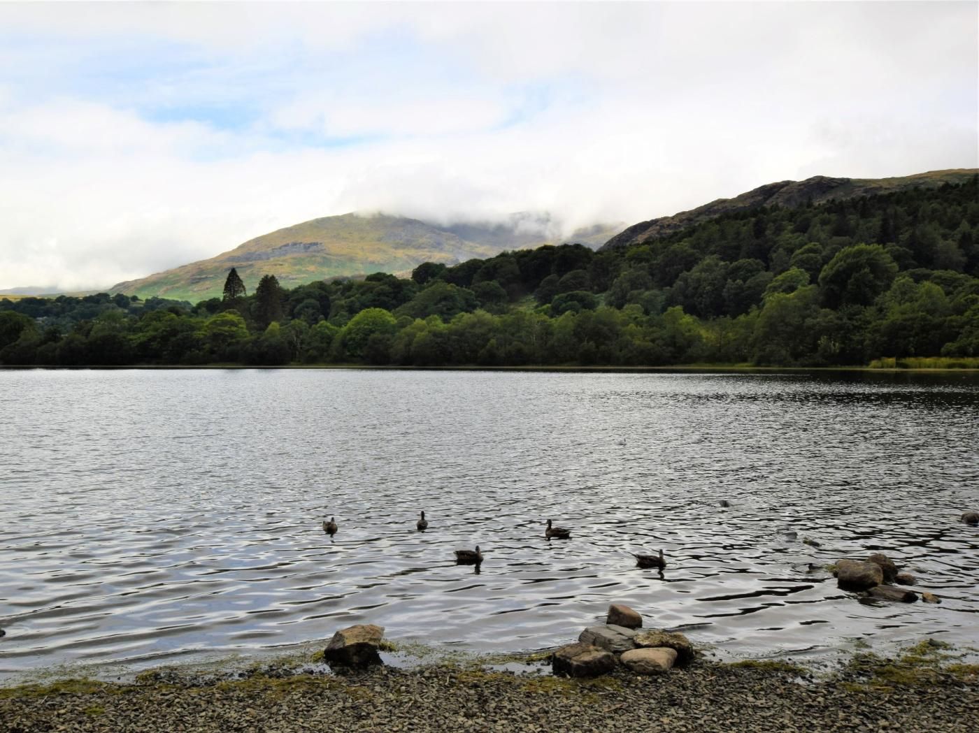 A calm lake with ducks, surrounded by forested hills and a cloudy sky.