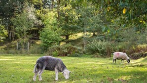 A grassy field with two sheep grazing, surrounded by trees and a fence. - 1 Bed in Coniston Lake (SZ402) (Blawith)