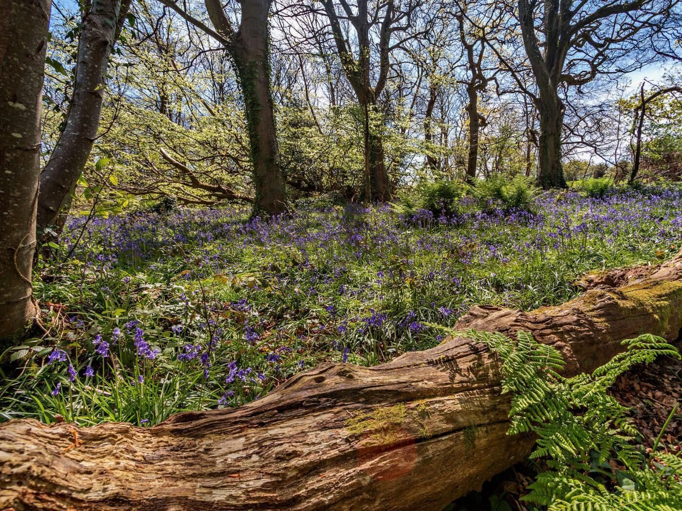 En skov med et faldet træstykke, træer og lilla blomster.