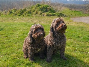 Two dogs sitting on grass with a hilly landscape in the background. - 3 Bed in South Molton (oc-62655) (Filleigh)