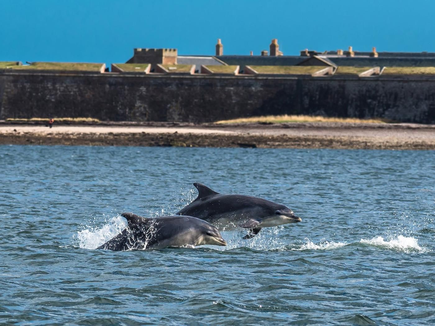 Dos delfines en el agua con una fortificación costera al fondo.
