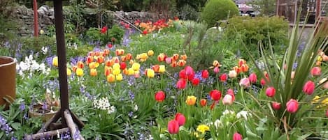Ein Garten mit einem Vogelhaus aus Holz und verschiedenen Tulpen.