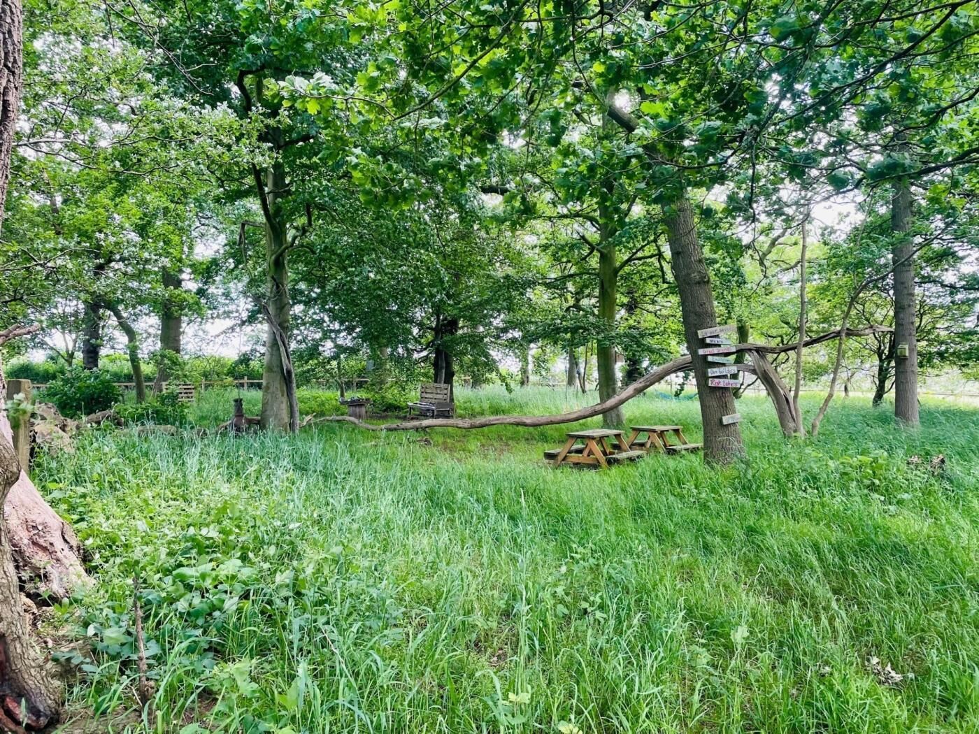 Eine natürliche Landschaft mit Bäumen, Gras und Picknicktischen.