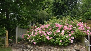 Un giardino con un muro in pietra, un cancello in legno e un cespuglio fiorito di fiori rosa.