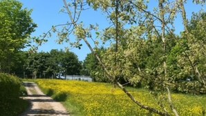 Una strada di campagna fiancheggiata da fiori gialli, nel mezzo del verde e alberi.