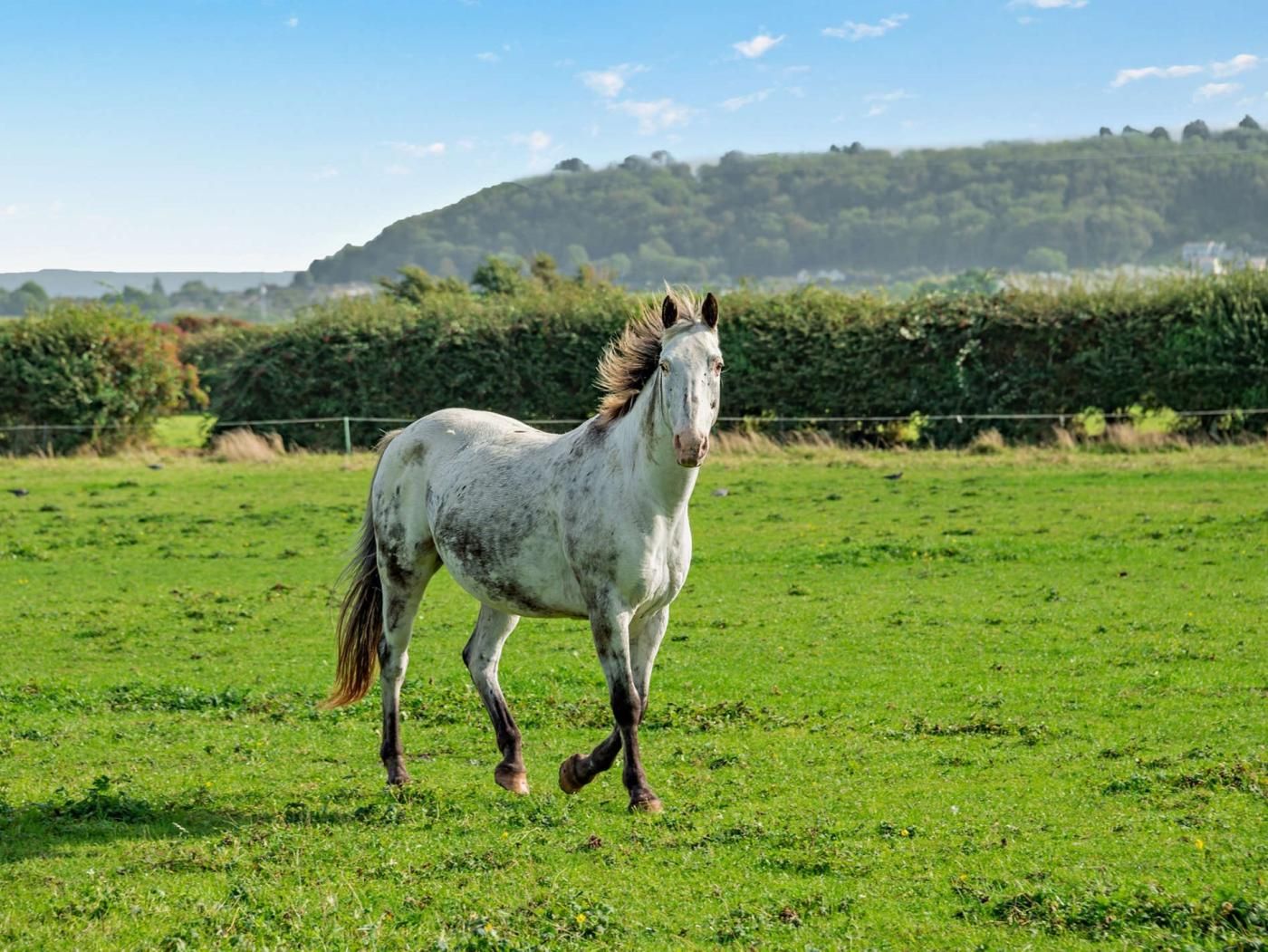 A horse in a grassy field with a hilly landscape in the background.