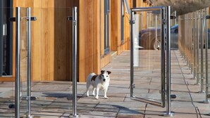 Un chien se tient devant un bâtiment en bois sur lequel est apposée une enseigne indiquant « PLATINUM 2 ».