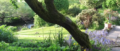 A lush garden with a variety of plants and a small stream.