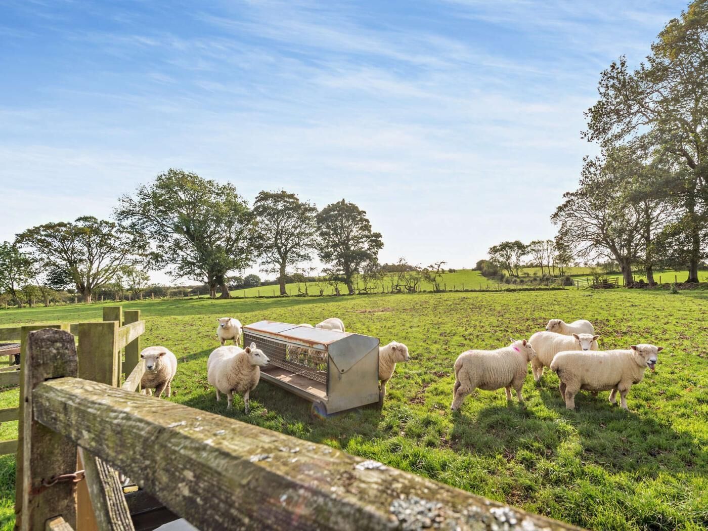A rural landscape with a fenced area containing sheep and a portable sheep shed.