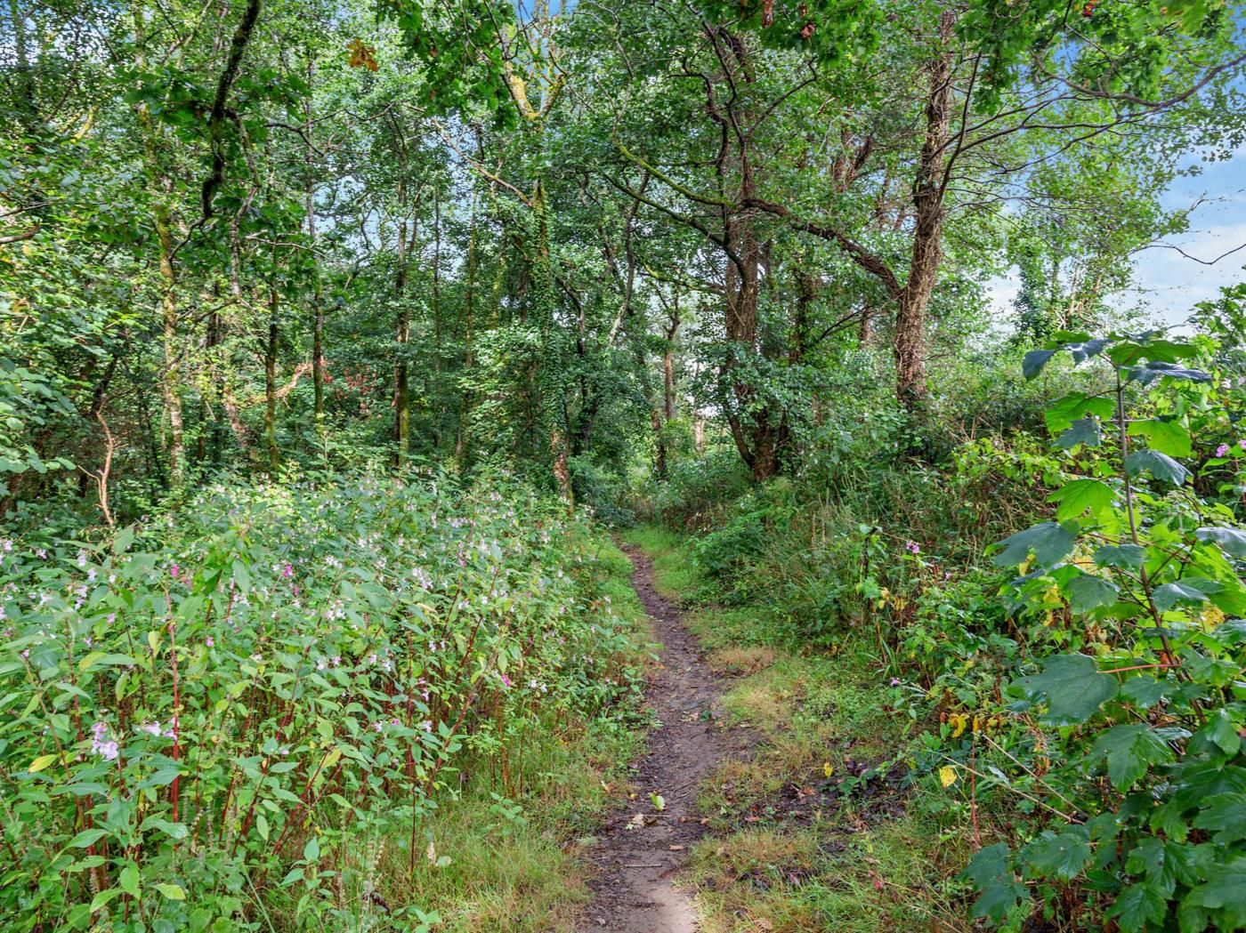 A forested path with dense greenery and trees.