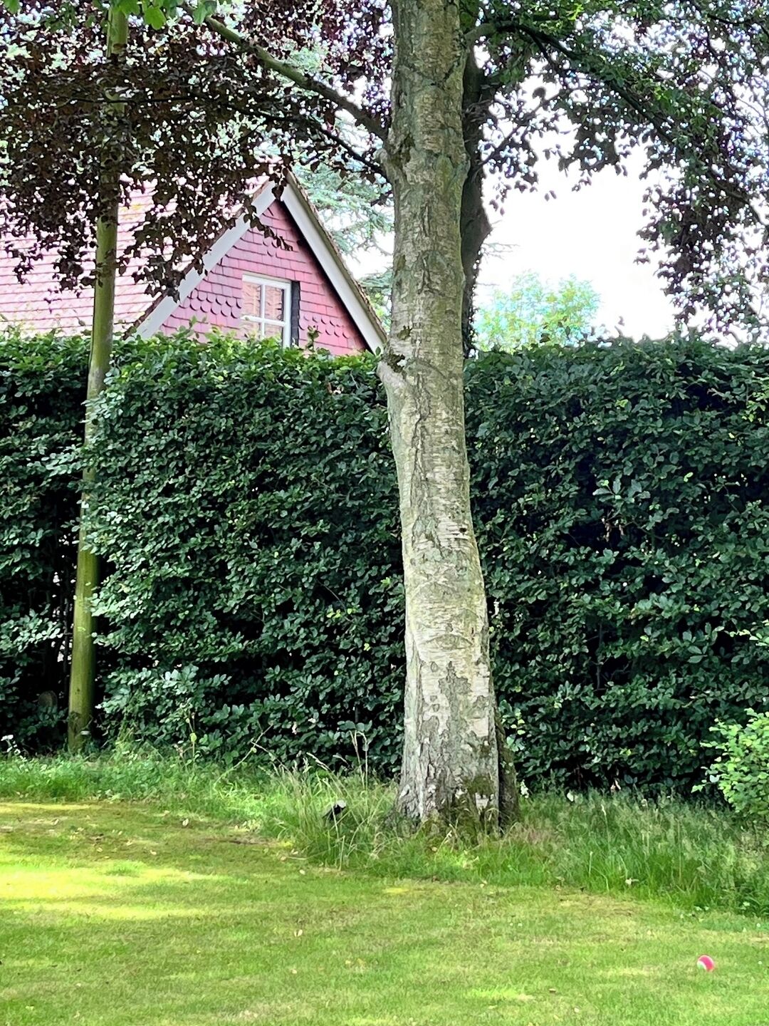 A tree in front of a hedge and a building with a red roof.