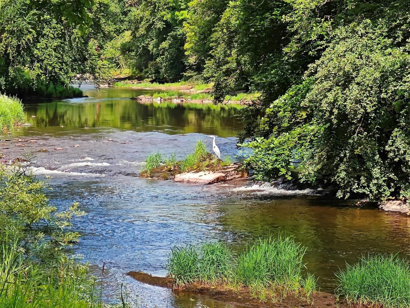 Ein Fluss mit einem Vogel, umgeben von dichtem Grün.