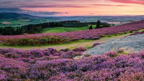 Eine Landschaft mit violetten Heideflächen, sanften Hügeln und einer weiten Ansicht einer Stadt im Hintergrund.