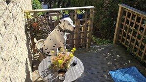 Een terras met een rieten stoel, een tafel met een bloemstuk, en een beeldschone hond.