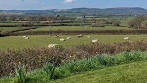 Een landelijk landschap met schapen die grazen in een veld, omringd door groen en heuvels in de verte.