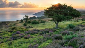 Eine Küstenlandschaft mit einem markanten Baum, sanften Hügeln und einem Gewässer.