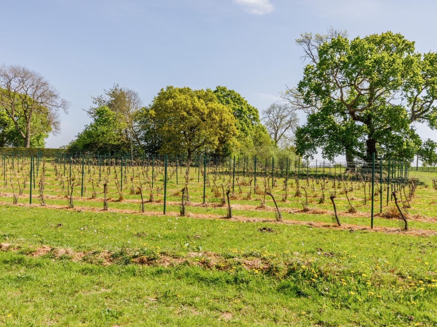 Viñedo con hileras de vides, una cerca y árboles al fondo.